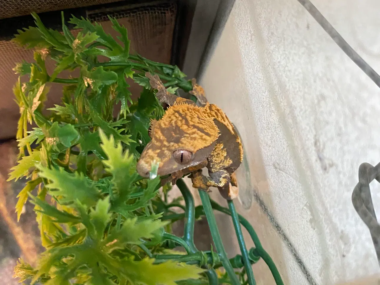 Billede 5 - 2 kronegekkoer, samt deres terrarium, med tilbehør