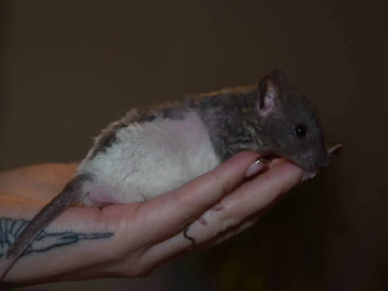 Billede 3 - Drenge flok sælges samlet