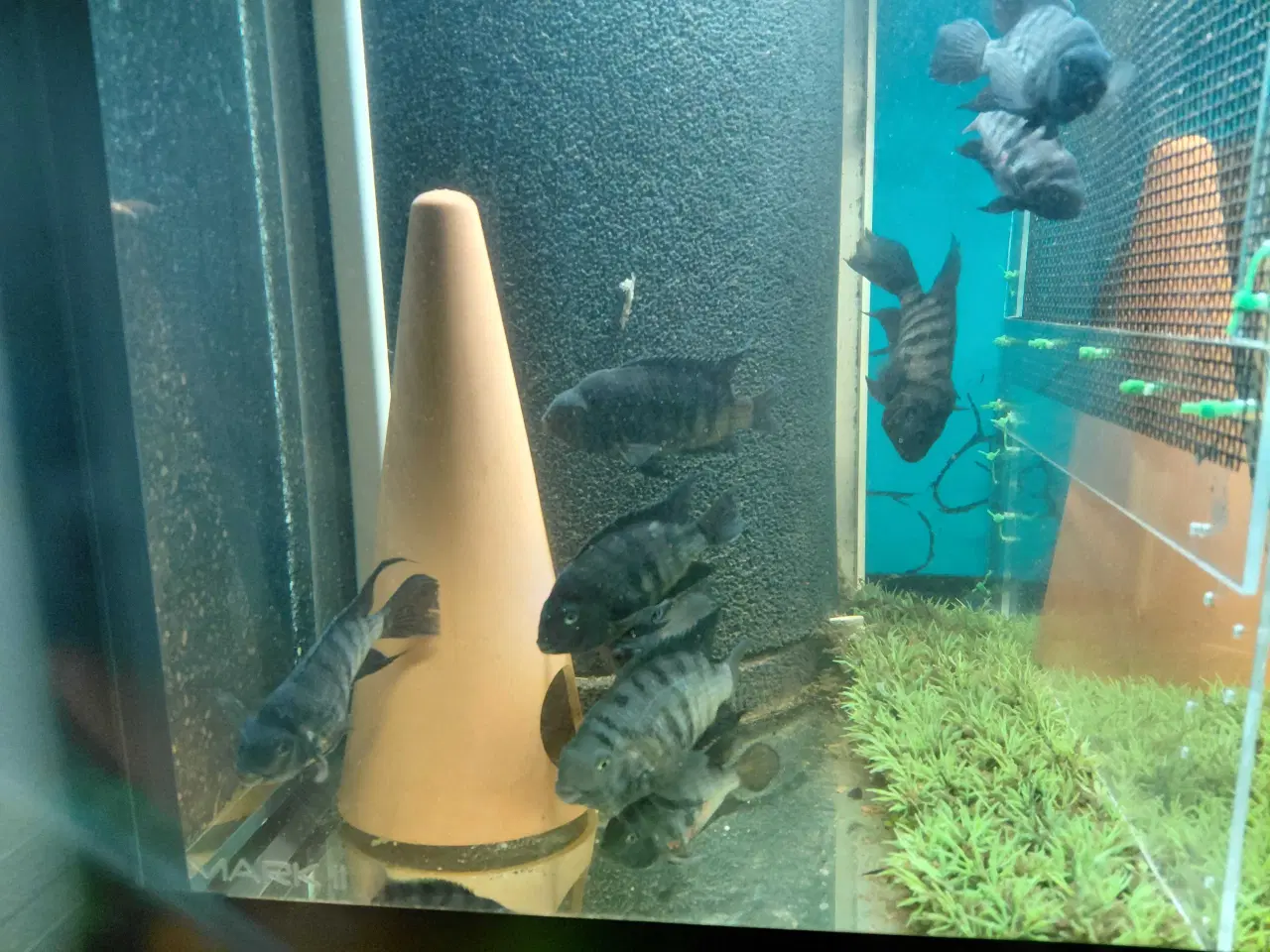 Billede 4 - zebra cichlider