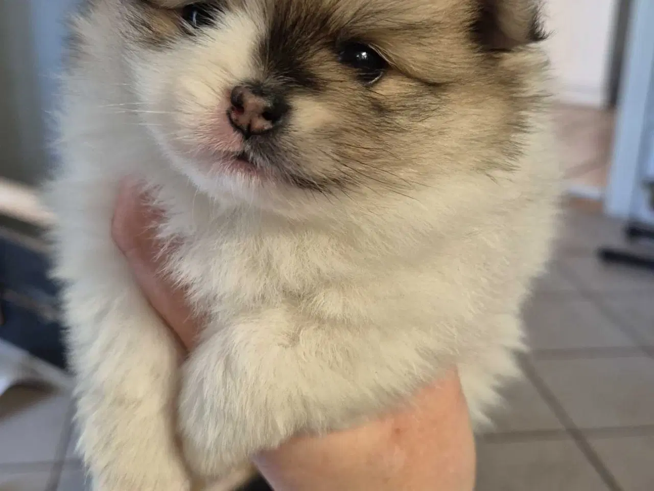 Billede 3 - Fire smukke pomeranian hvalpe 🐾