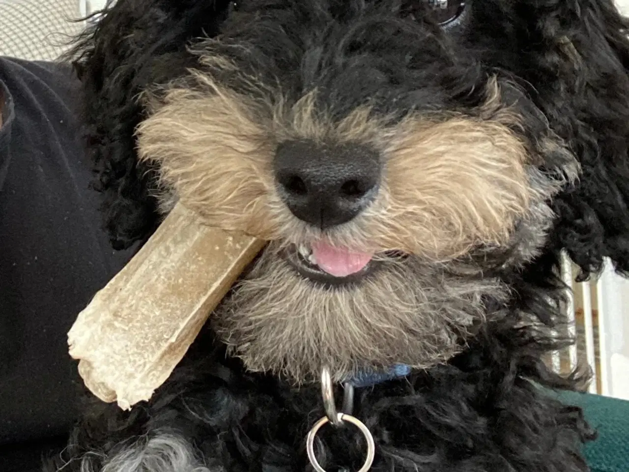 Billede 5 - 5-årig dværgpuddel, gratis