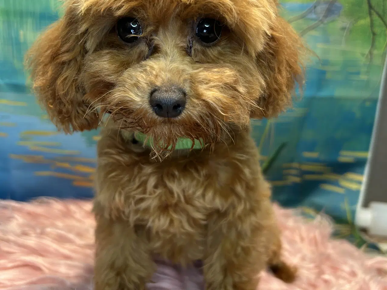 Billede 2 - 🐾✨ Skønne Maltipoo hvalpe klar juni !