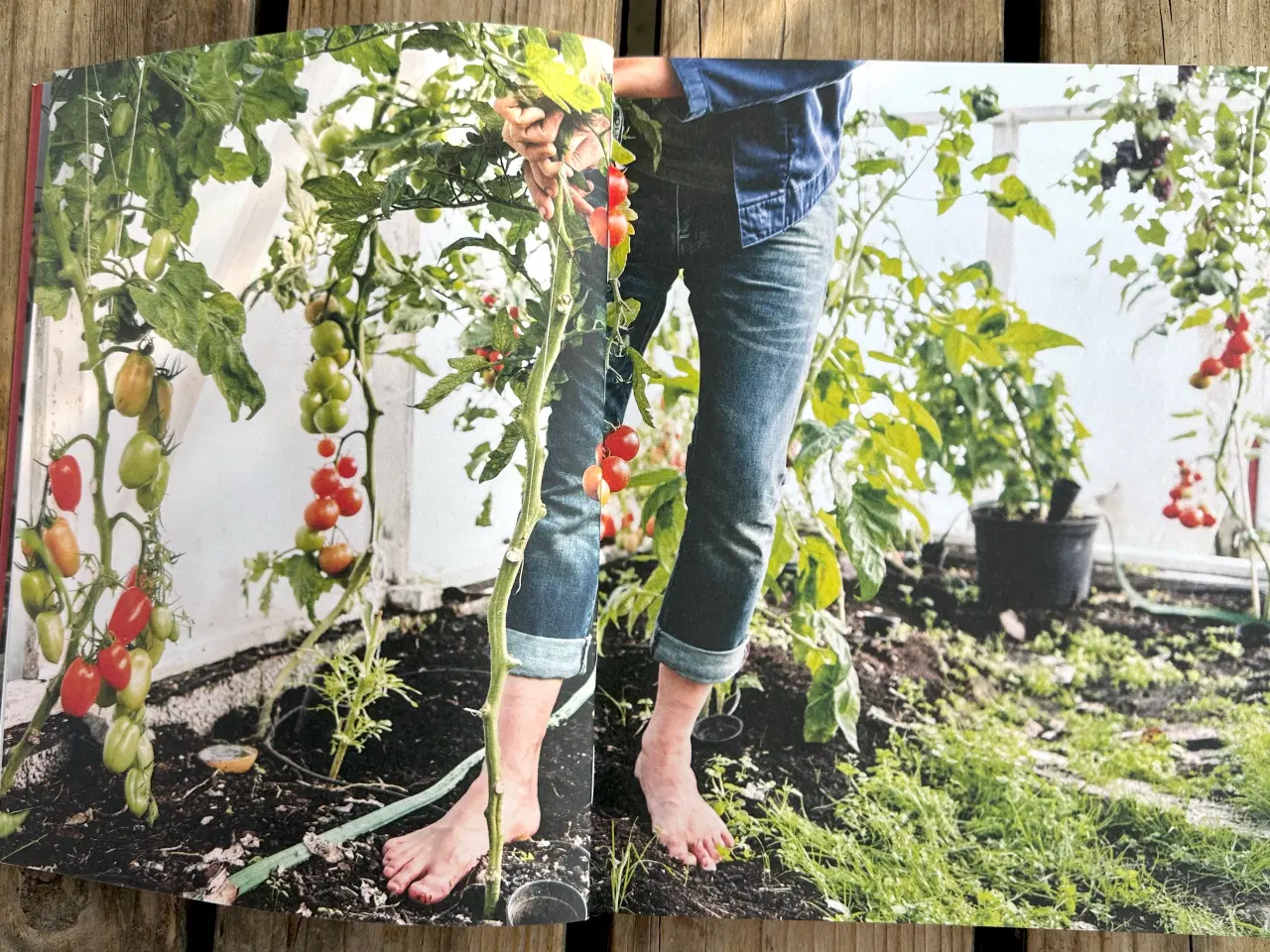 Billede 6 - Stefans Store Feta Röta – Stefan Sundström