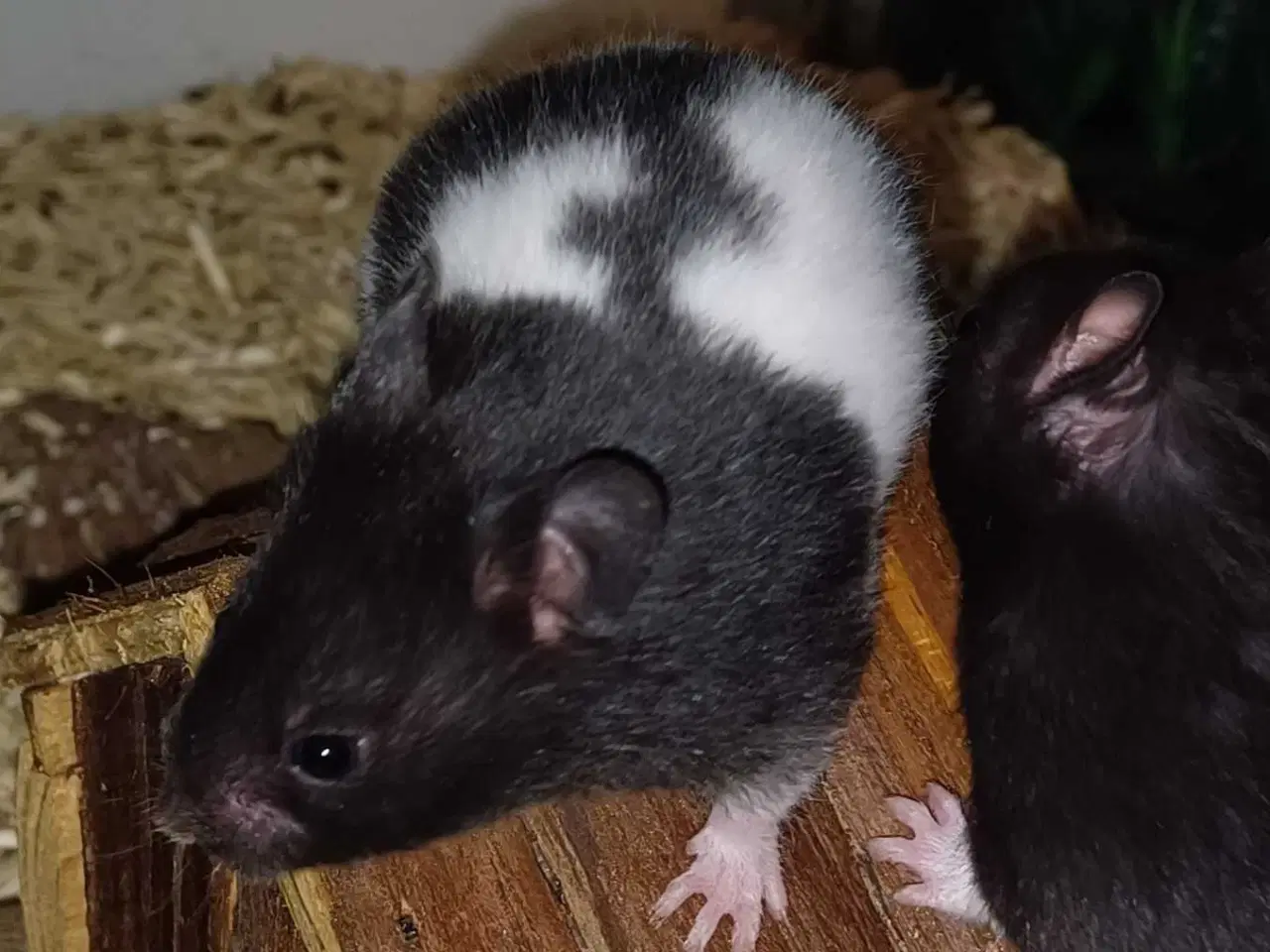 Billede 2 - Guldhamster unger