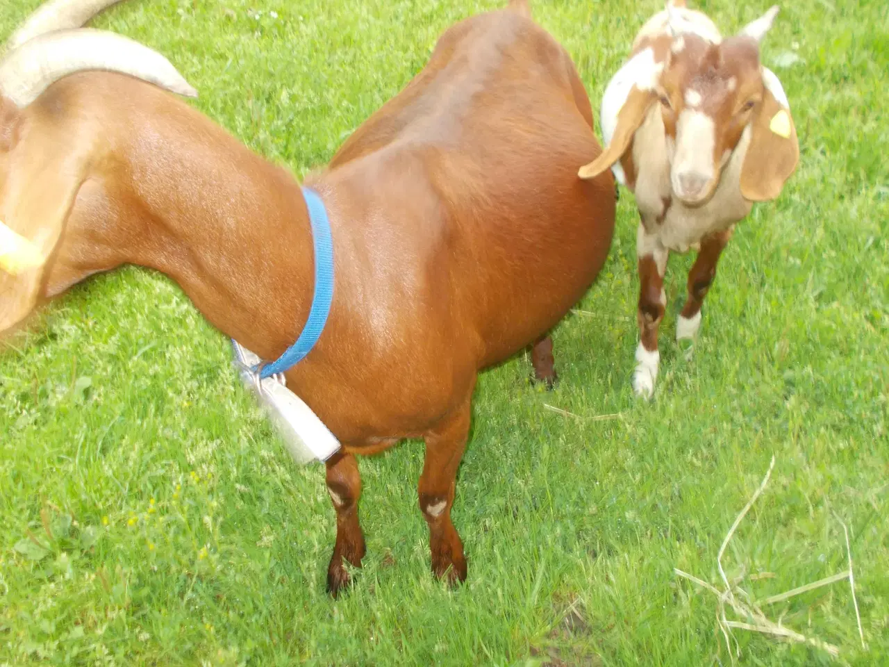 Billede 3 - boergeder