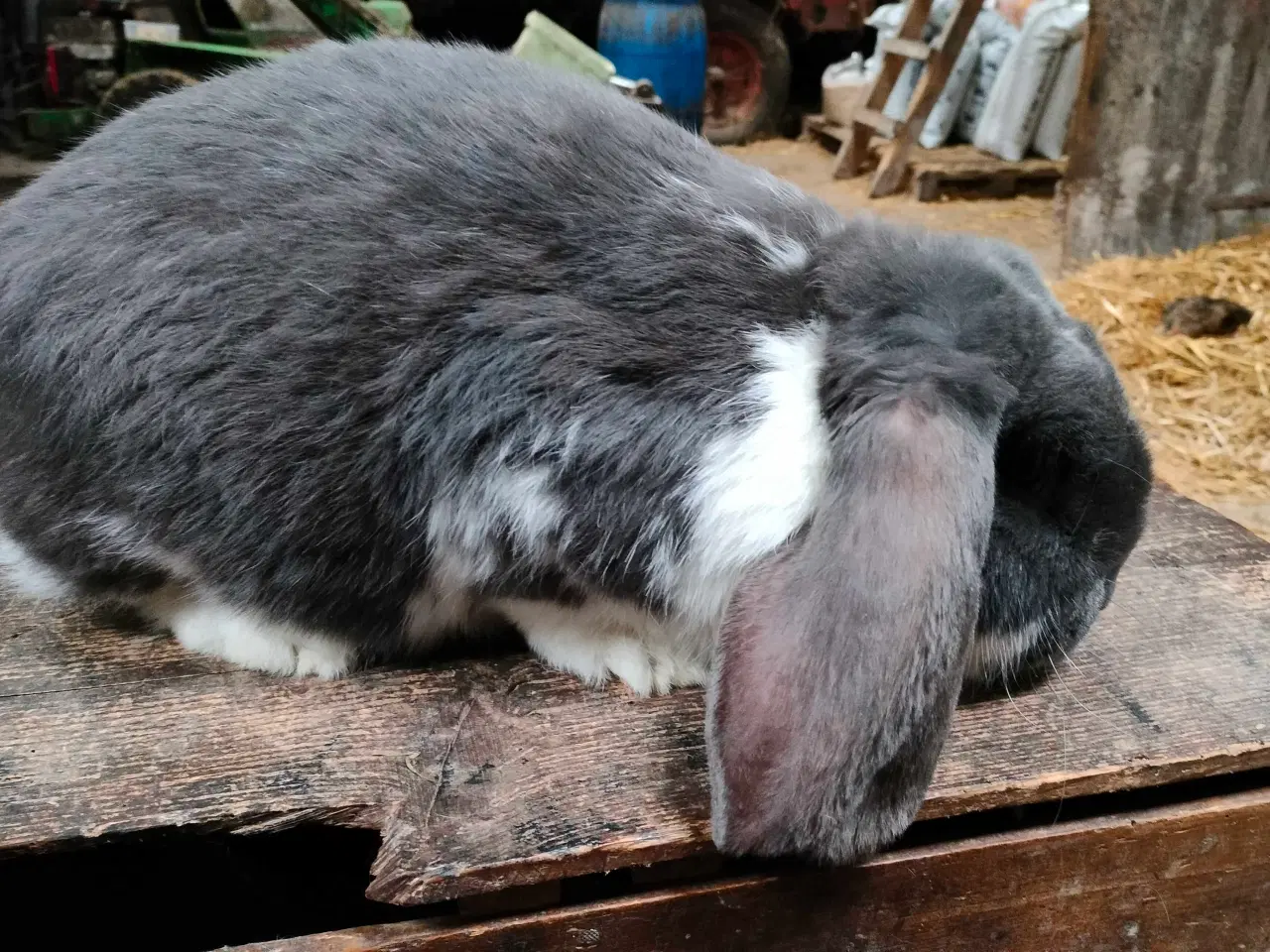 Billede 2 - Fransk vædder 