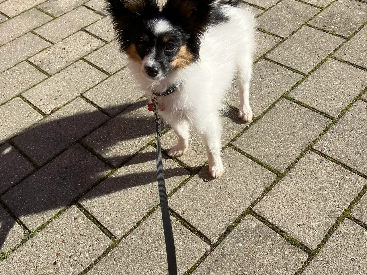 Billede 2 - Papillon