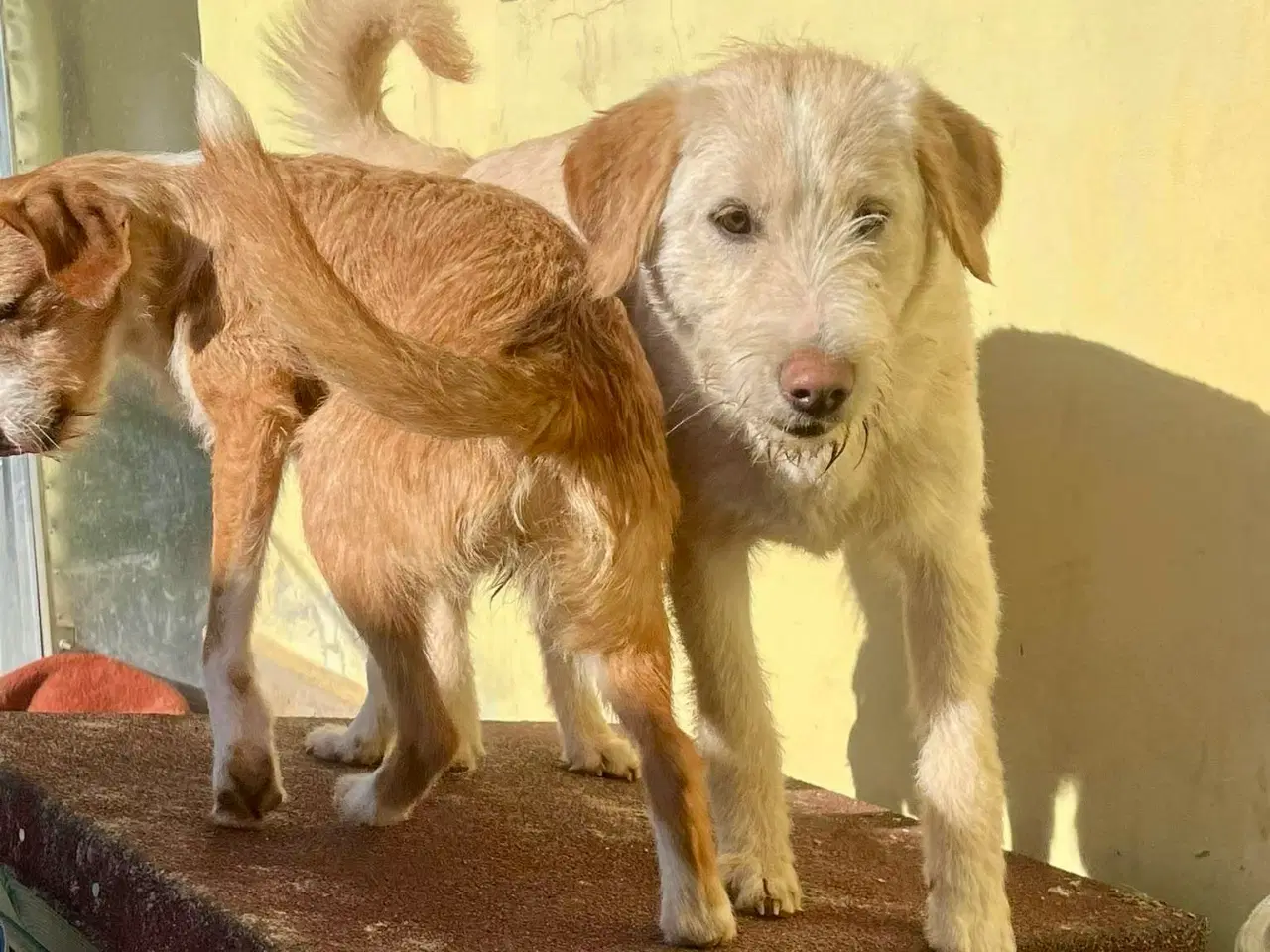 Billede 7 - Vidunderlige DJ leder efter sin 4-ever familie🏡💞