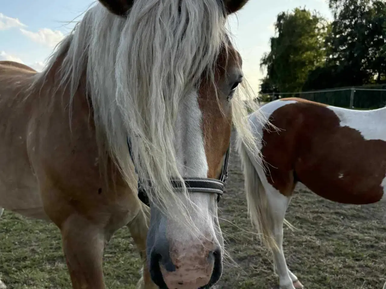 Billede 6 - Sød rideskole hest 