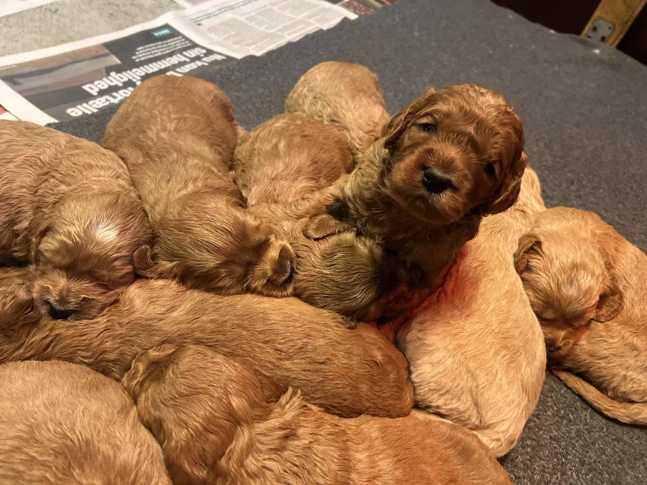 Billede 8 - Goldendoodle + Cavapoo