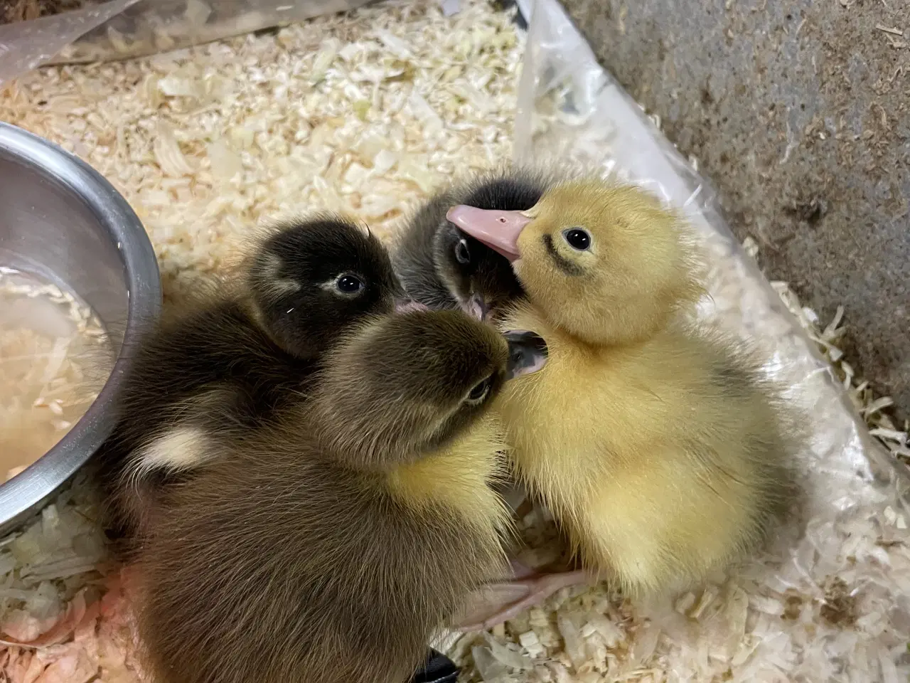 Billede 4 - Løbeande ællinger sælges