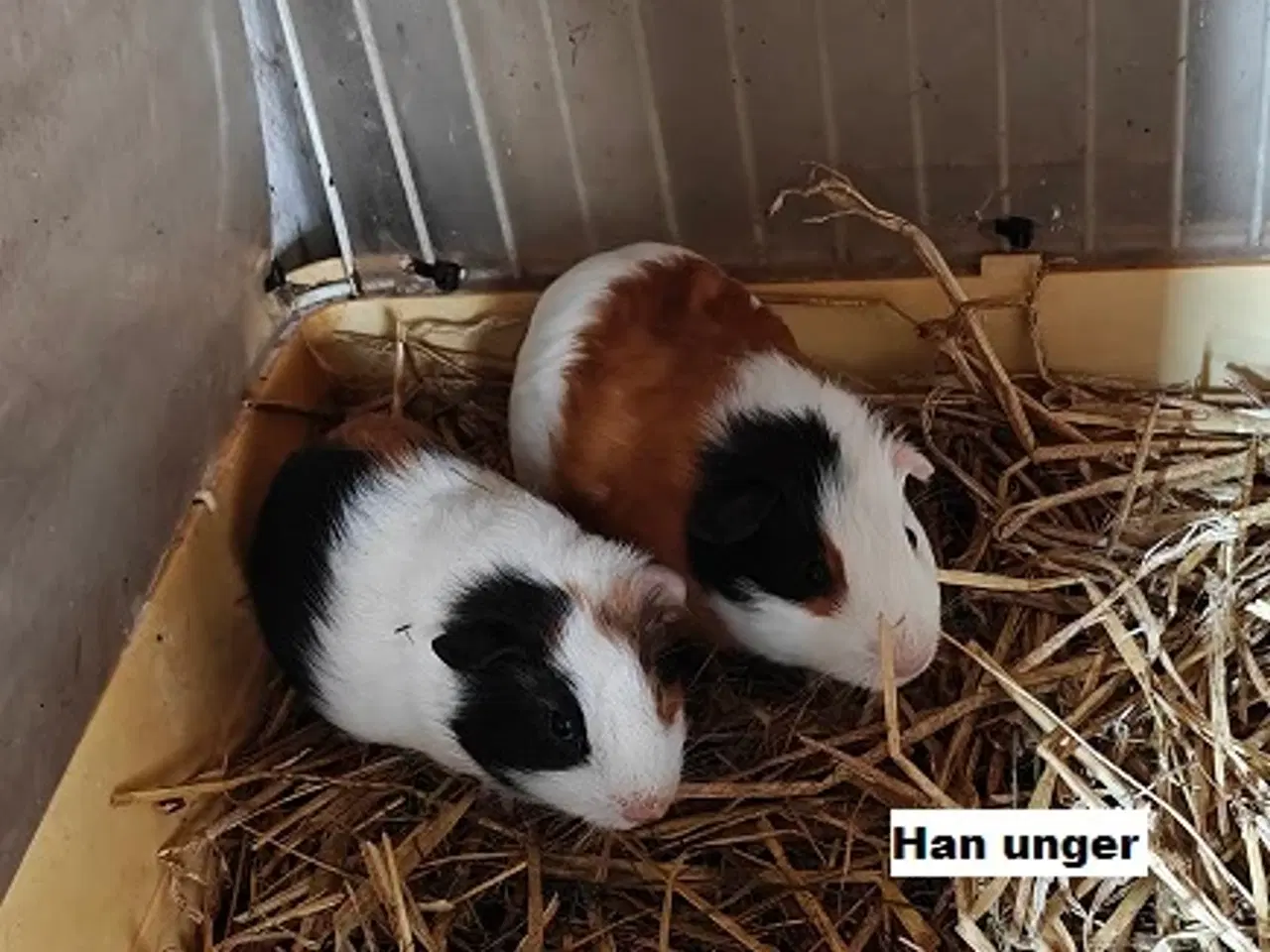 Billede 1 - Marsvine unger