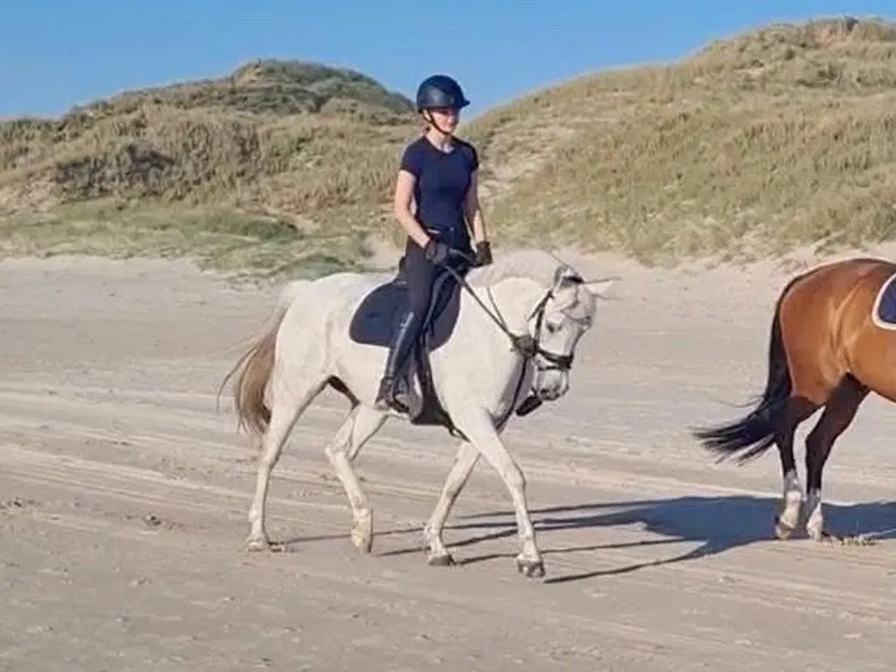 Billede 2 - Kat. 1 pony hoppe