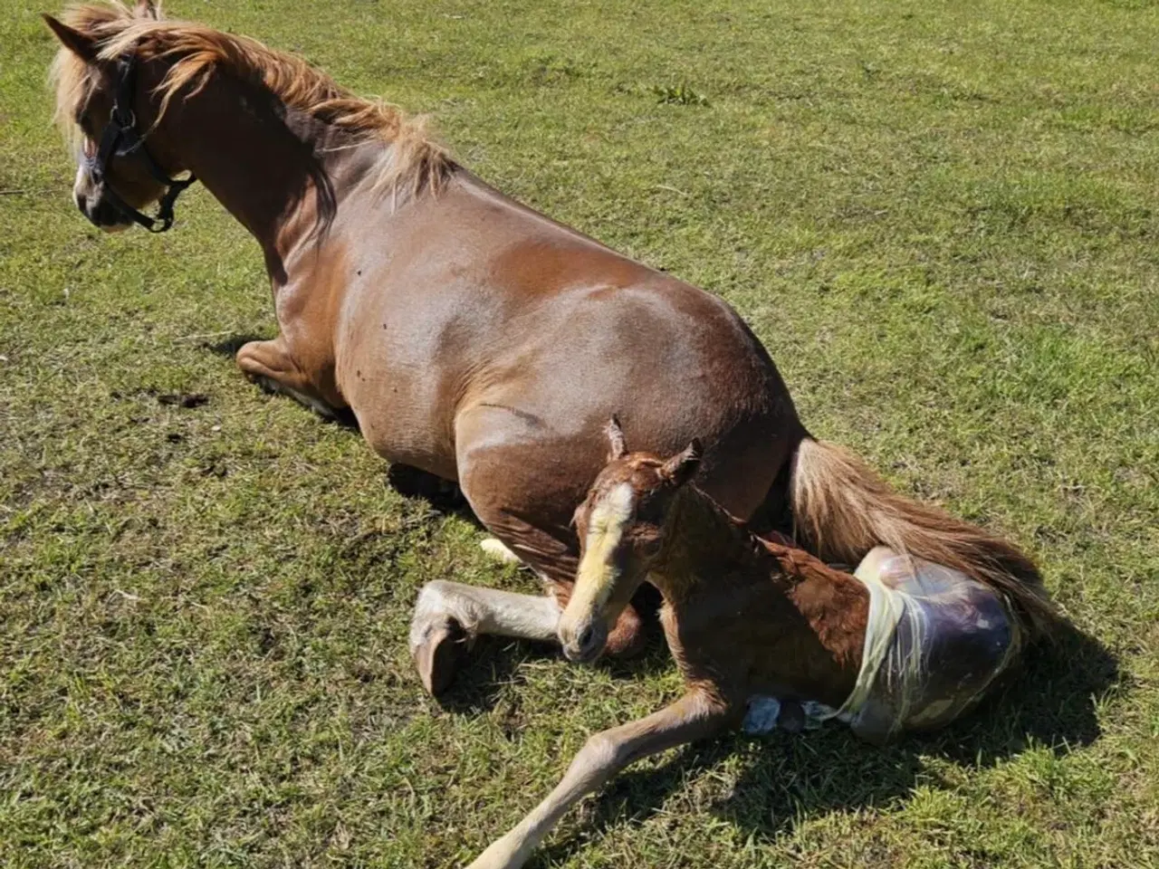 Billede 9 - Børne ponyen 