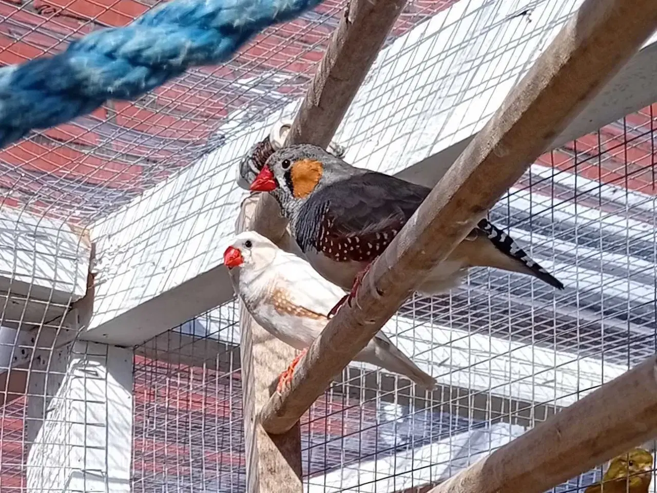 Billede 1 -  Sebra finker 