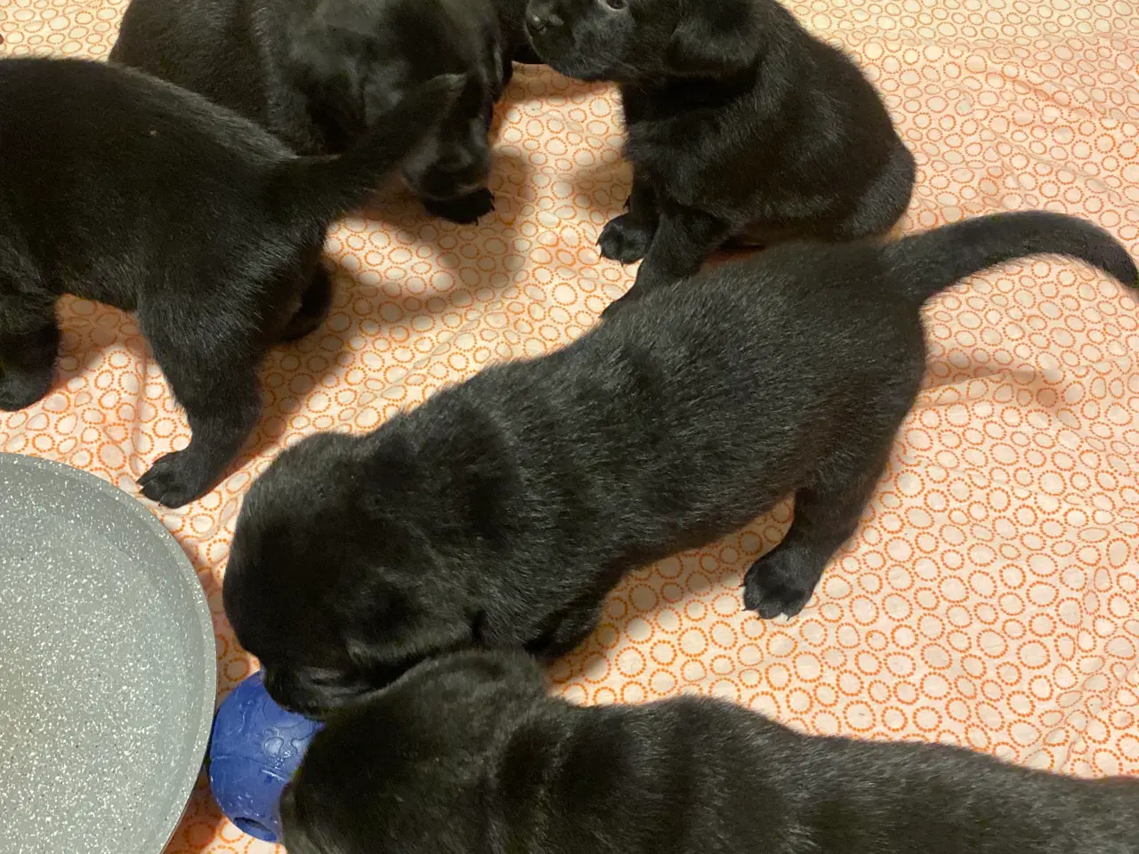 Billede 7 - De dejligste labrador/Golden Retriever hvalpe