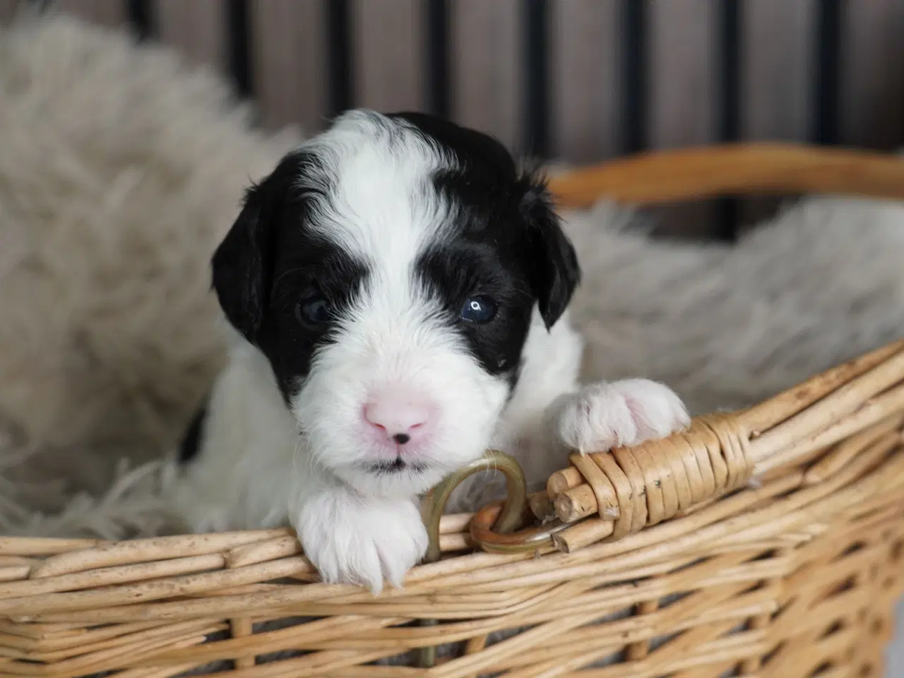 Billede 4 - Coton poo hvalpe