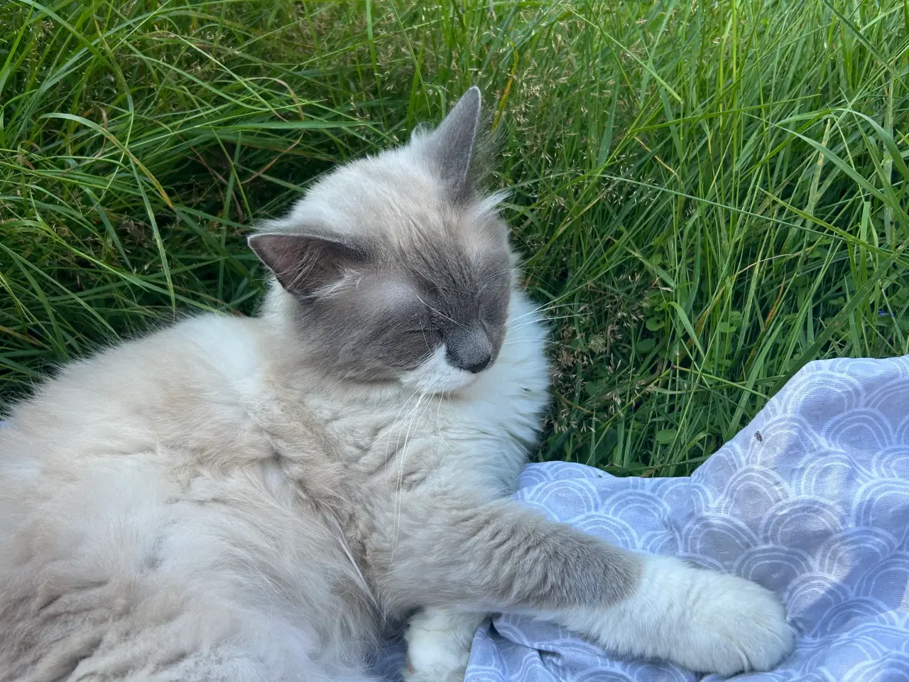 Billede 2 - SØGER Ragdoll han killing 