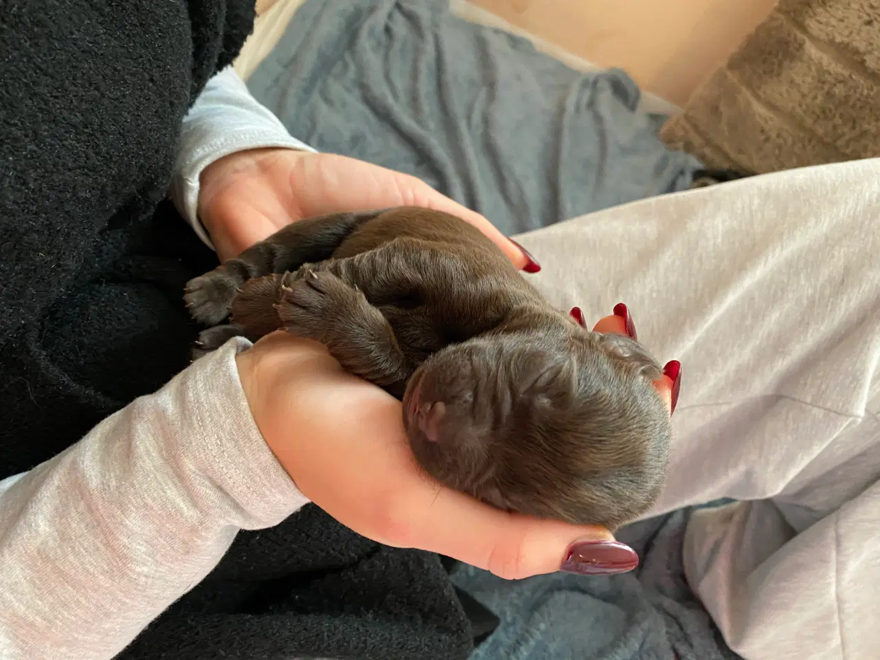 Billede 2 - Lækre Labrador Hvalpe Basser😍 til salg 