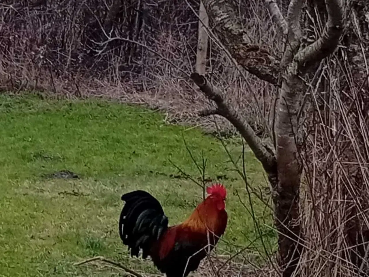 Billede 2 - Ung haner fra sommer 2025