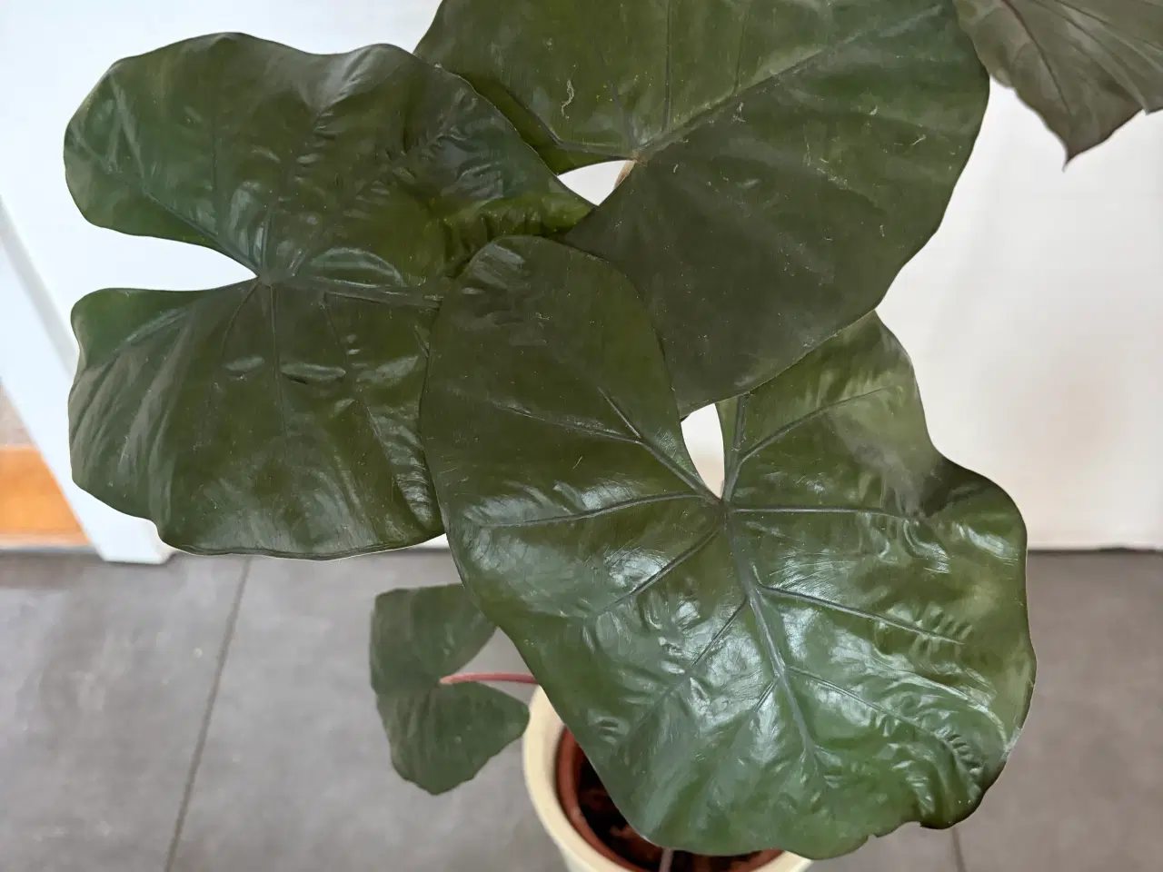 Billede 1 - Flot stueplante med skjuler