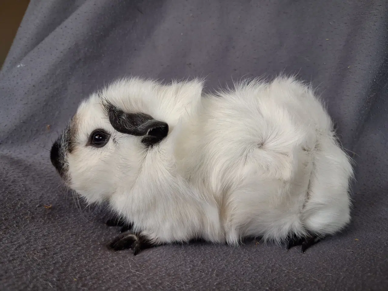 Billede 1 - Han marsvin fra registreret opdrætter 