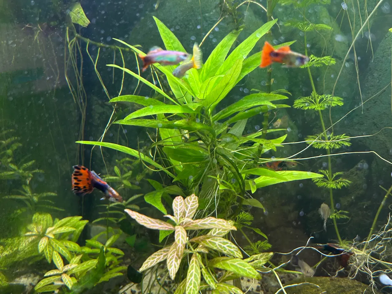 Billede 4 - Akvarie planter, 2stk.