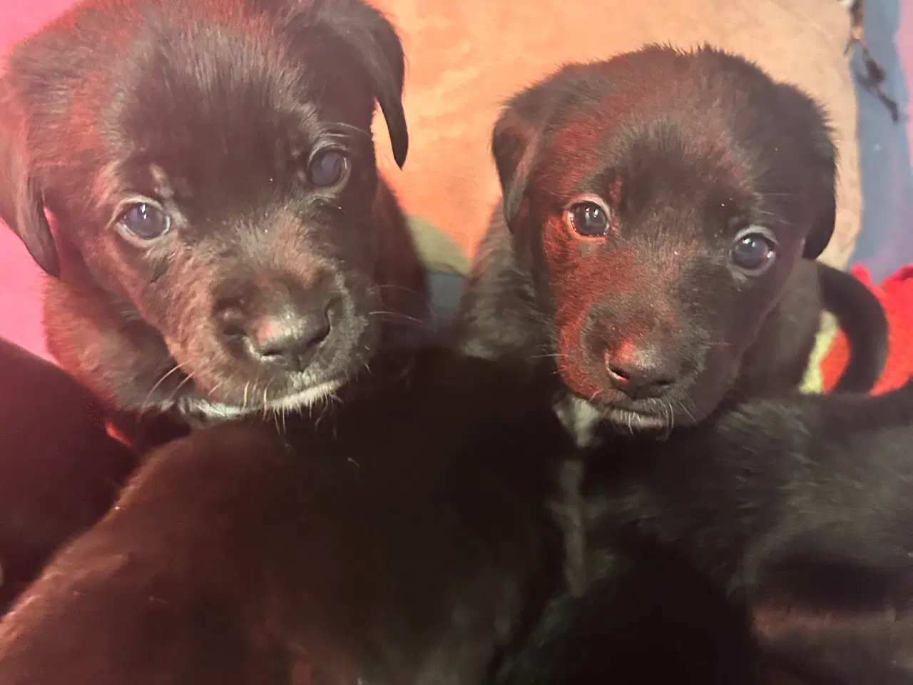 Billede 1 - 3 skønne han hunde 