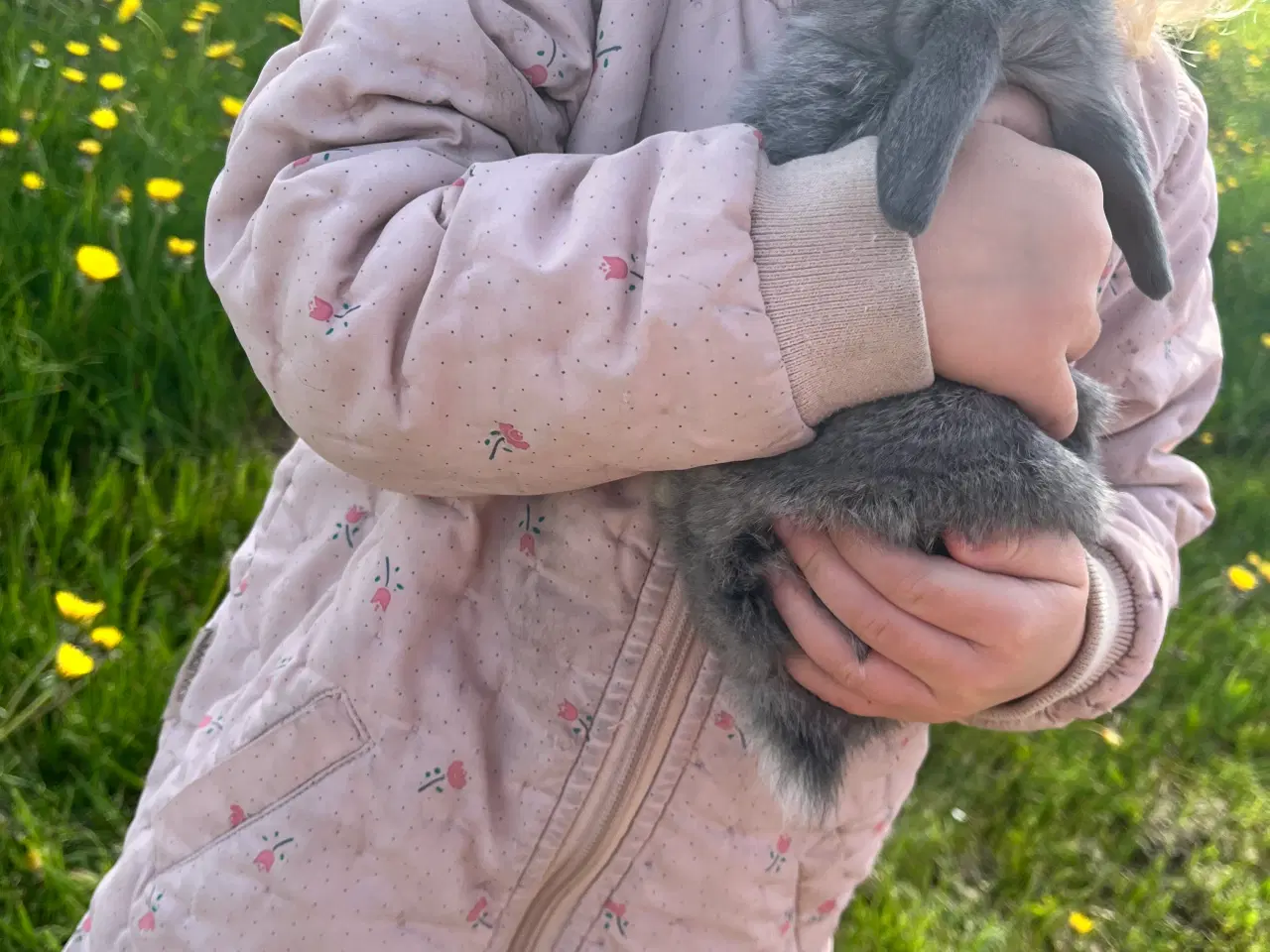 Billede 16 - Søde minilop kaninunger 