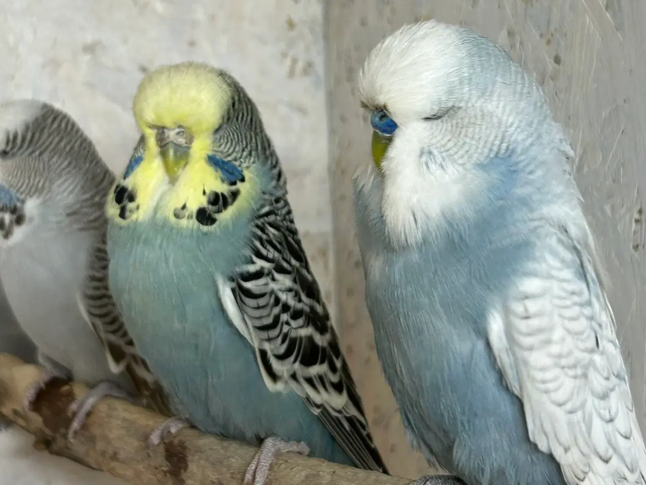 Billede 4 - Engelske undulater 