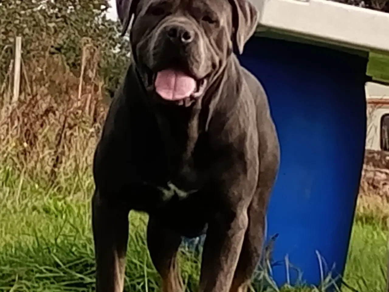 Billede 3 - Sjælden Cane Corso x rottweiler hybrid