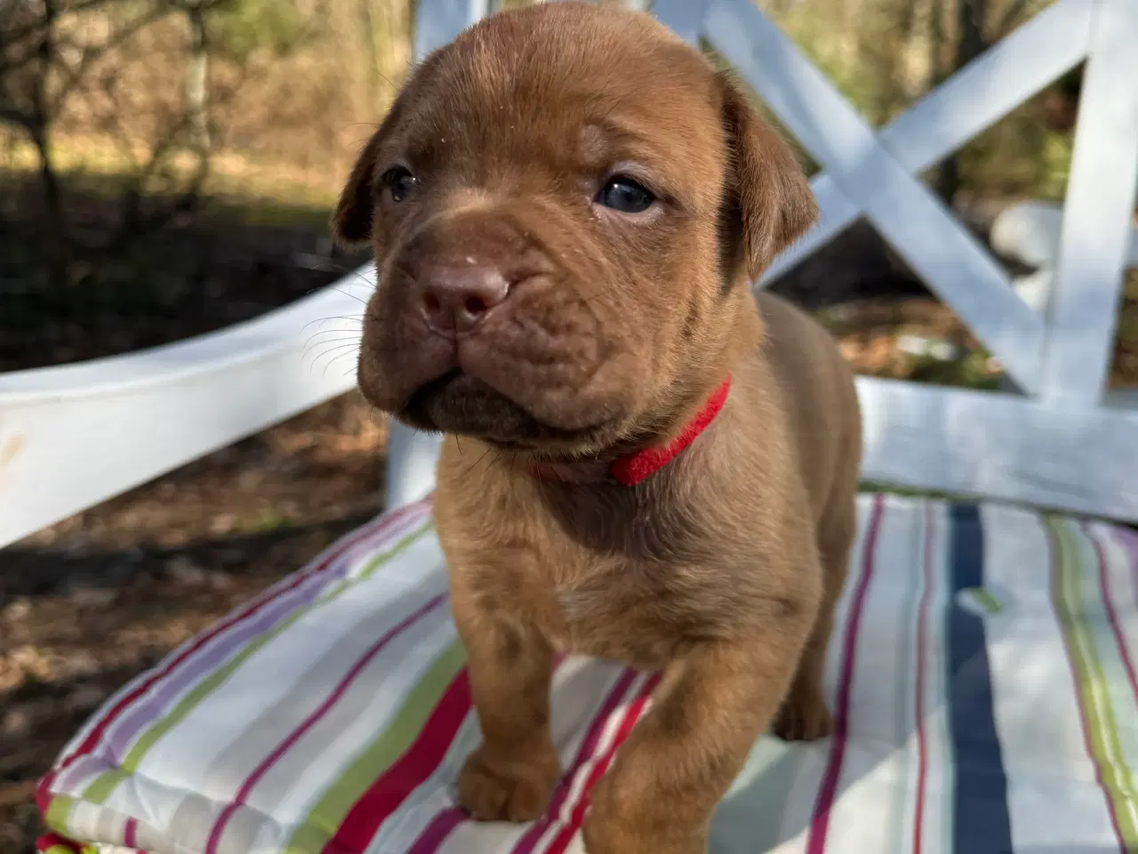 Billede 1 - Smukke fransk mastiff/Dogue de Bordeaux hvalpe 🐾