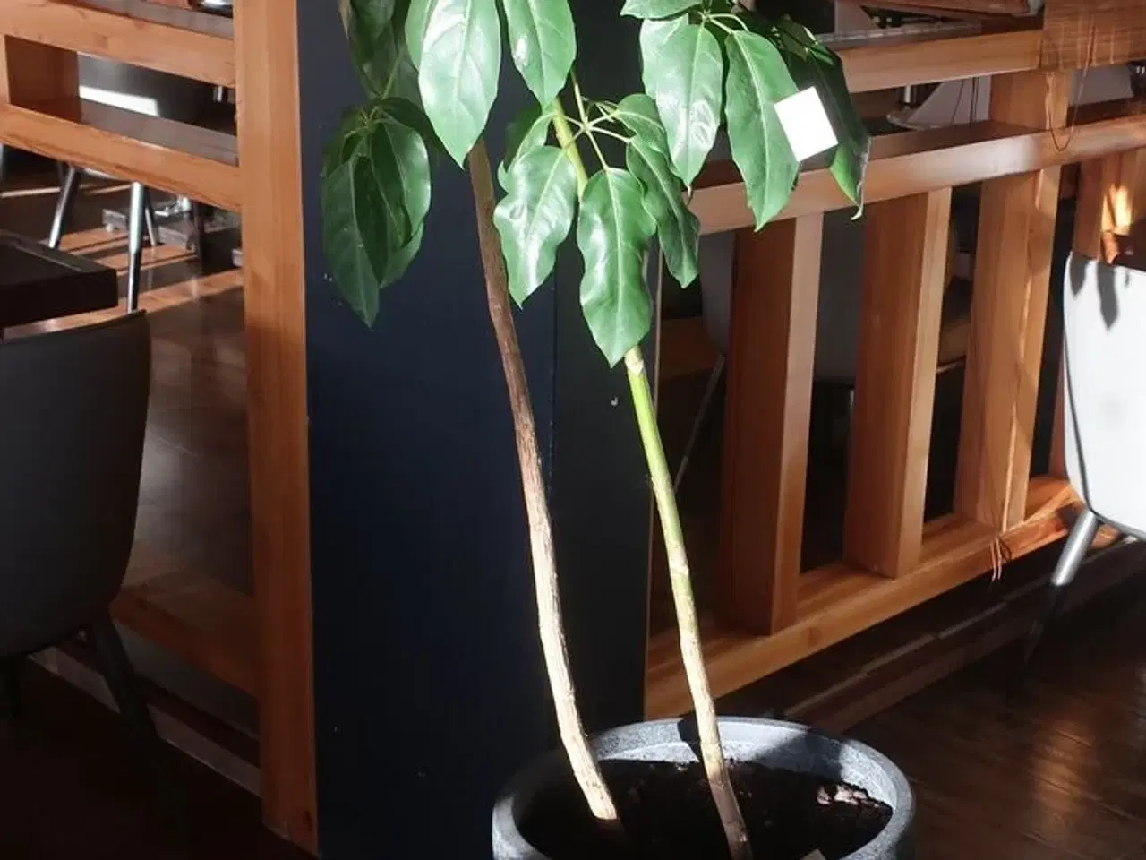 Billede 1 - Plante (ægte)