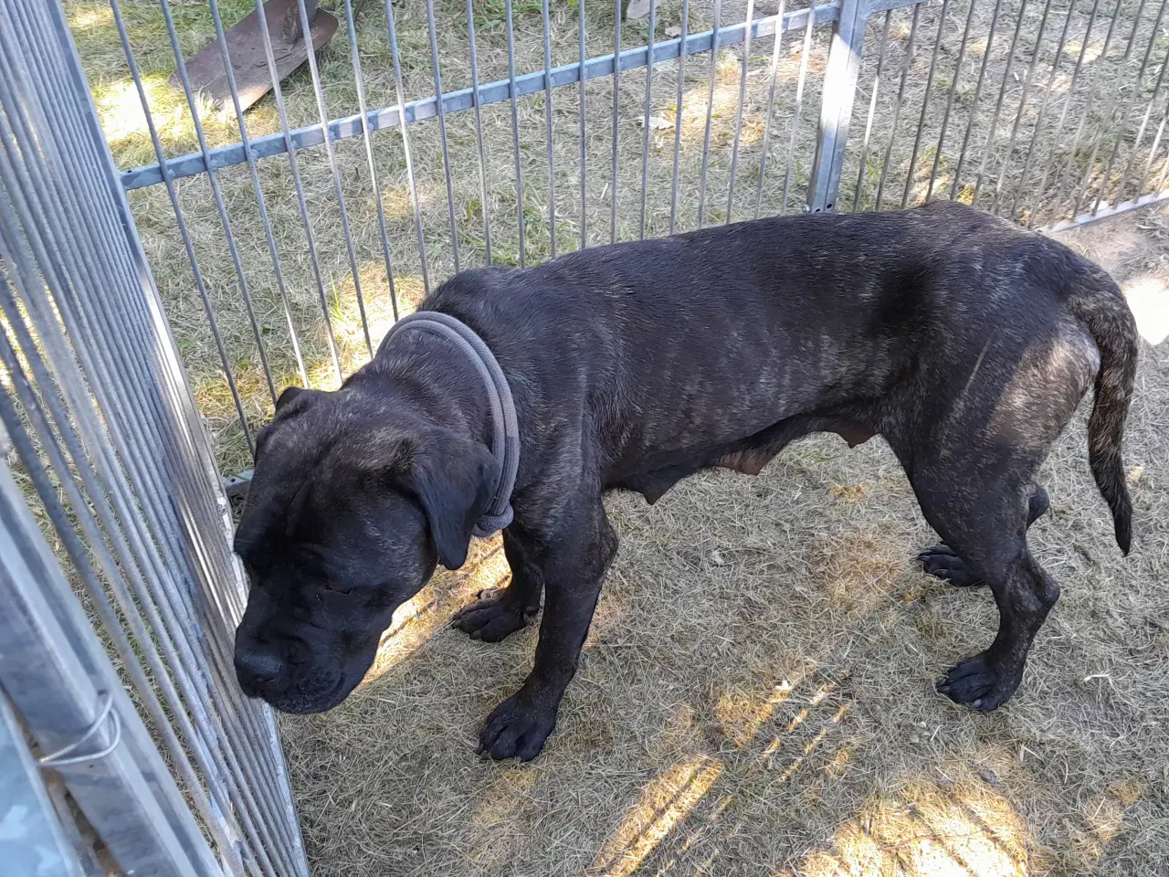 Billede 4 - Cane Corso, Italiano hvalpe søger ny mor. Familie.