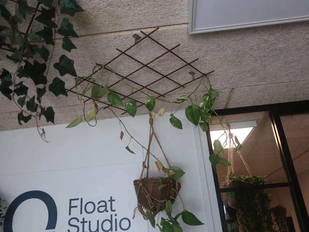 Billede 6 - Diverse planter i loftet m.m.