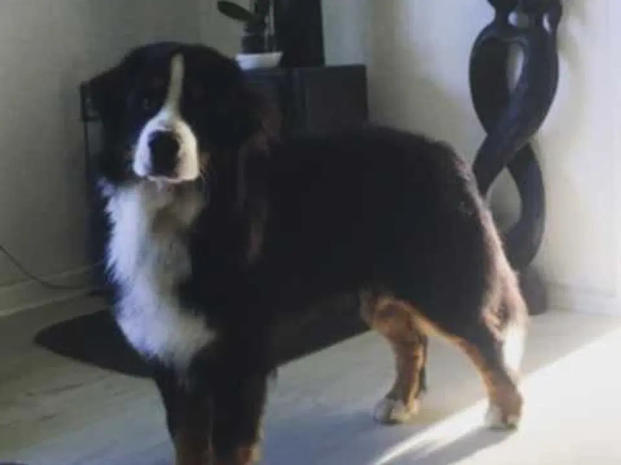 Billede 10 - Bernersenne hvalpe