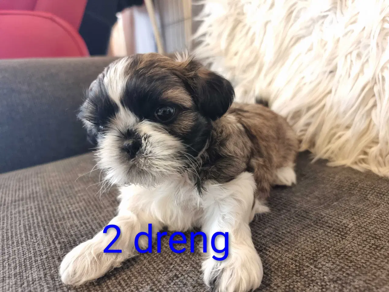Billede 1 - Shih tzu hvalpe 