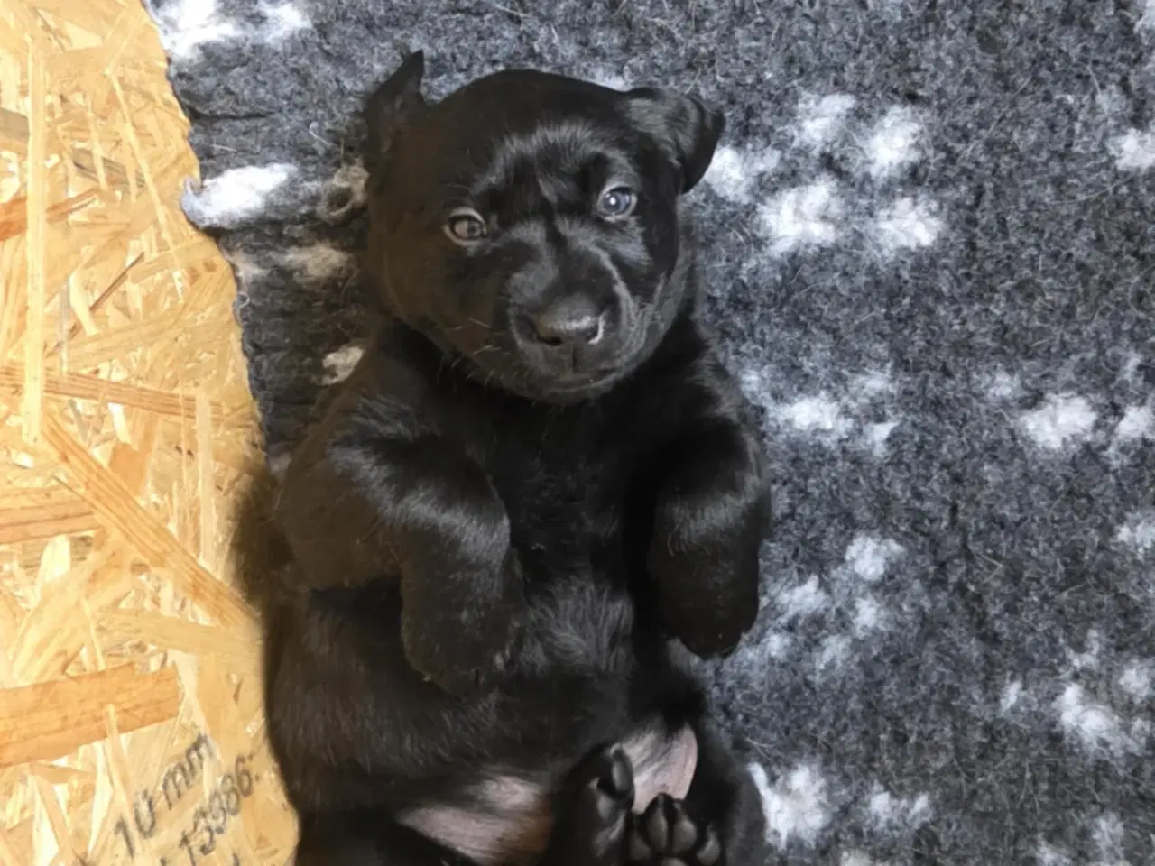 Billede 8 - Labrador Formel 1