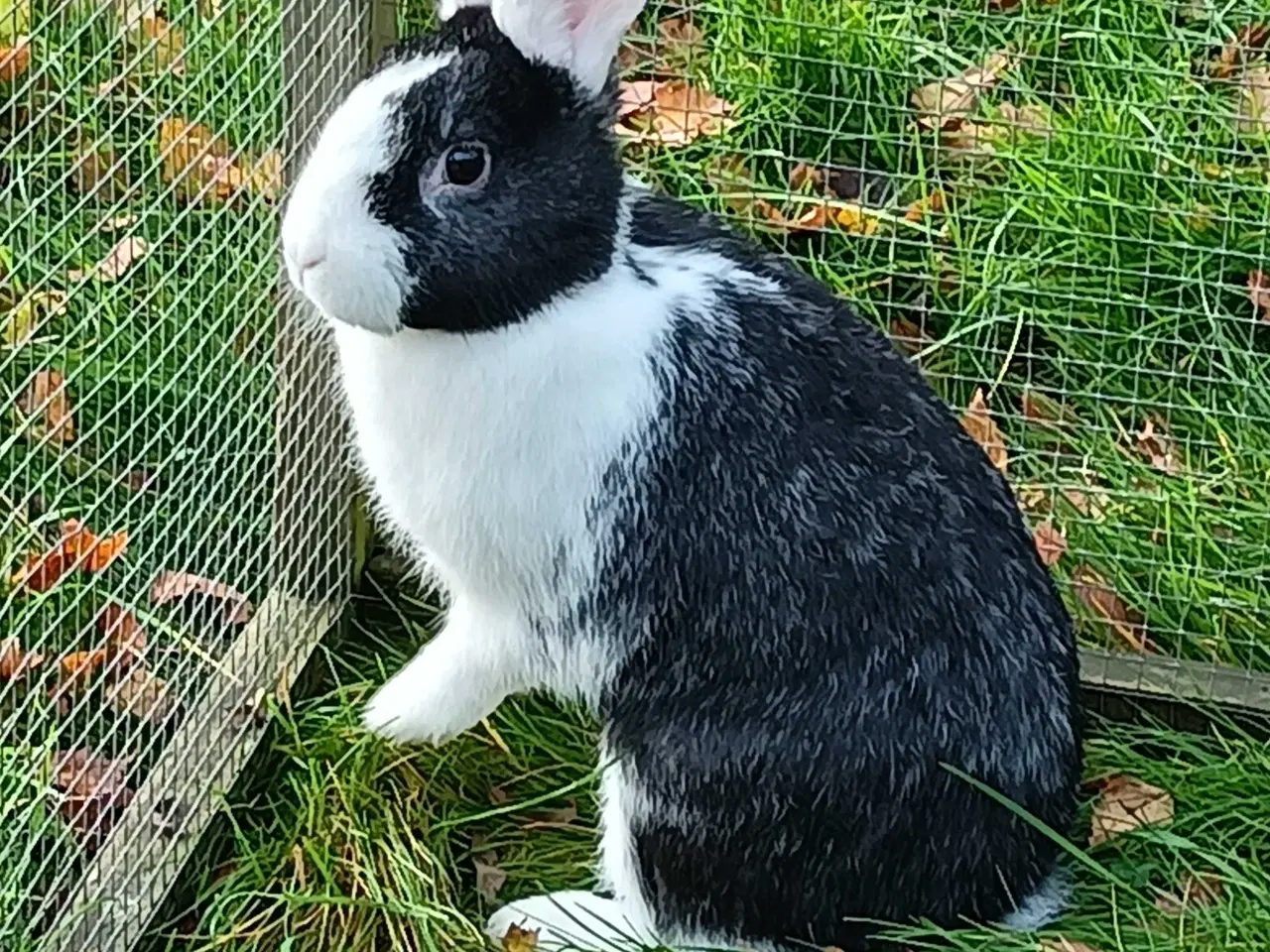 Billede 5 - Hvid Land/Holland