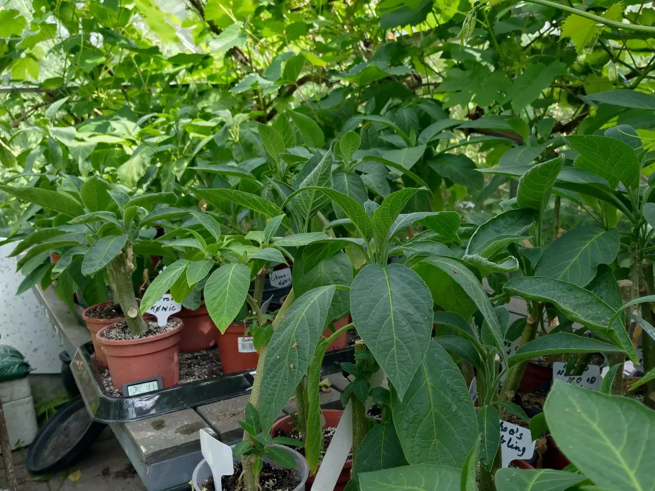 Billede 5 - engletrompeter (burgmansia)