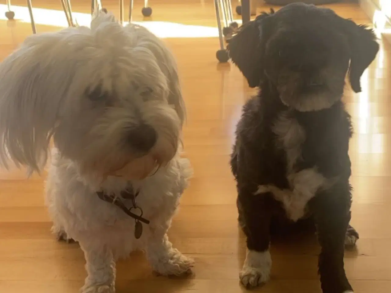 Billede 10 - Puddel malteser shitsu cotten hvalpe