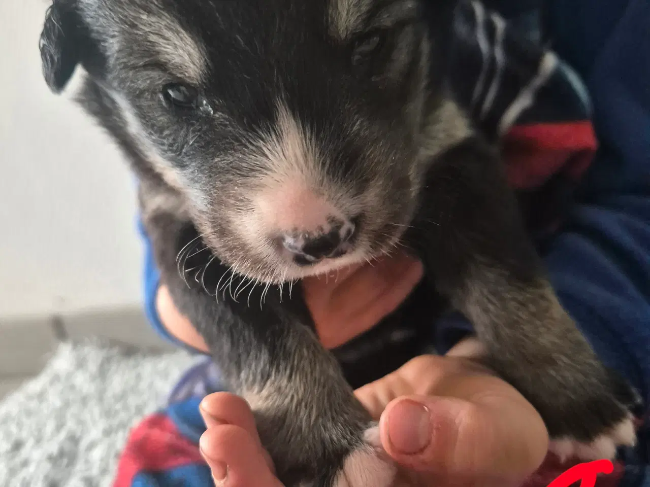 Billede 9 - Blanding hunde hvalpe 