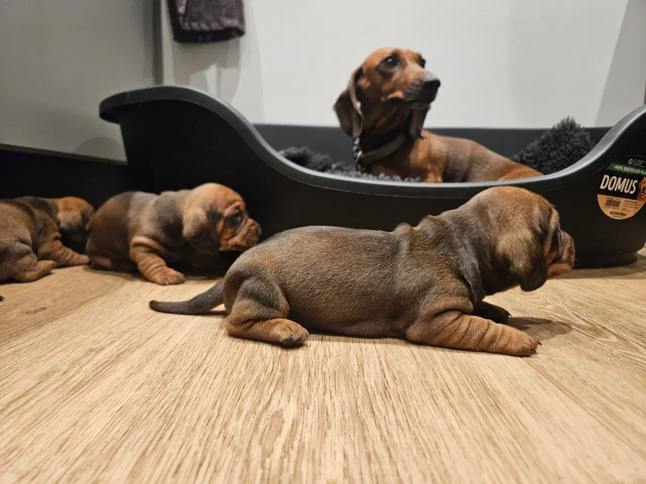 Billede 15 - Gravhundehvalpe 