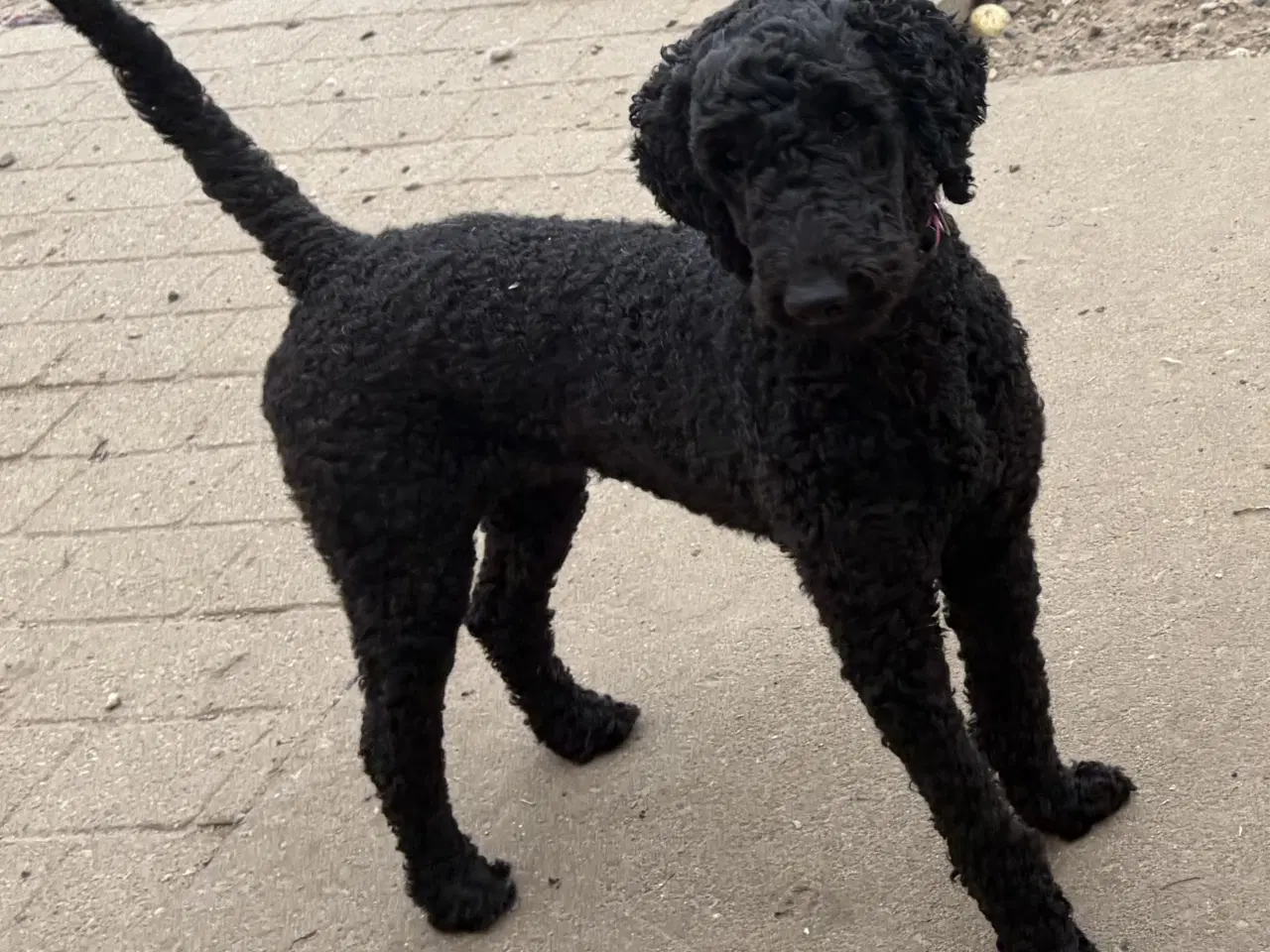 Billede 16 - 2 mellem puddel piger 