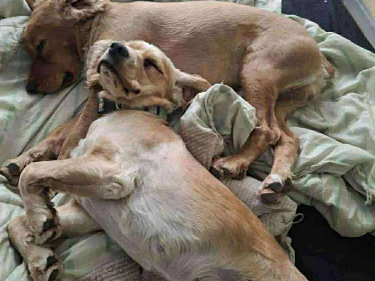 Billede 3 - Cockerspaniel par søger ny familie
