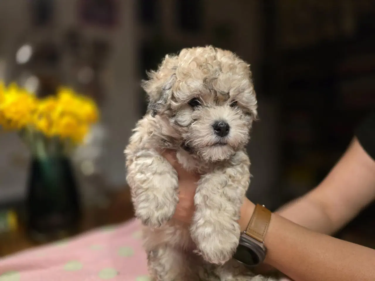 Billede 1 - Bichon havanaishvalpe søger ny familie