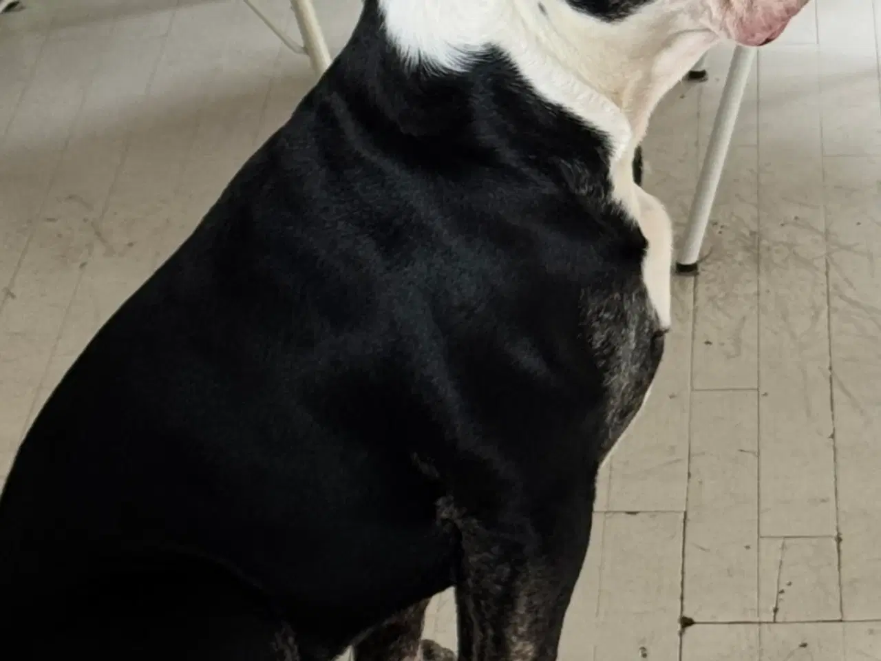 Billede 10 - 8 OEB hvalpe søger nyt hjem