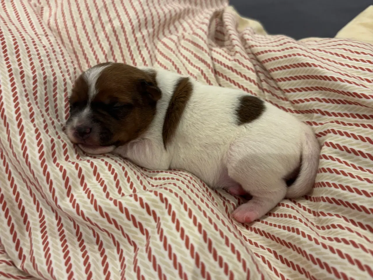 Billede 3 - Jack russel terrier hvalpe