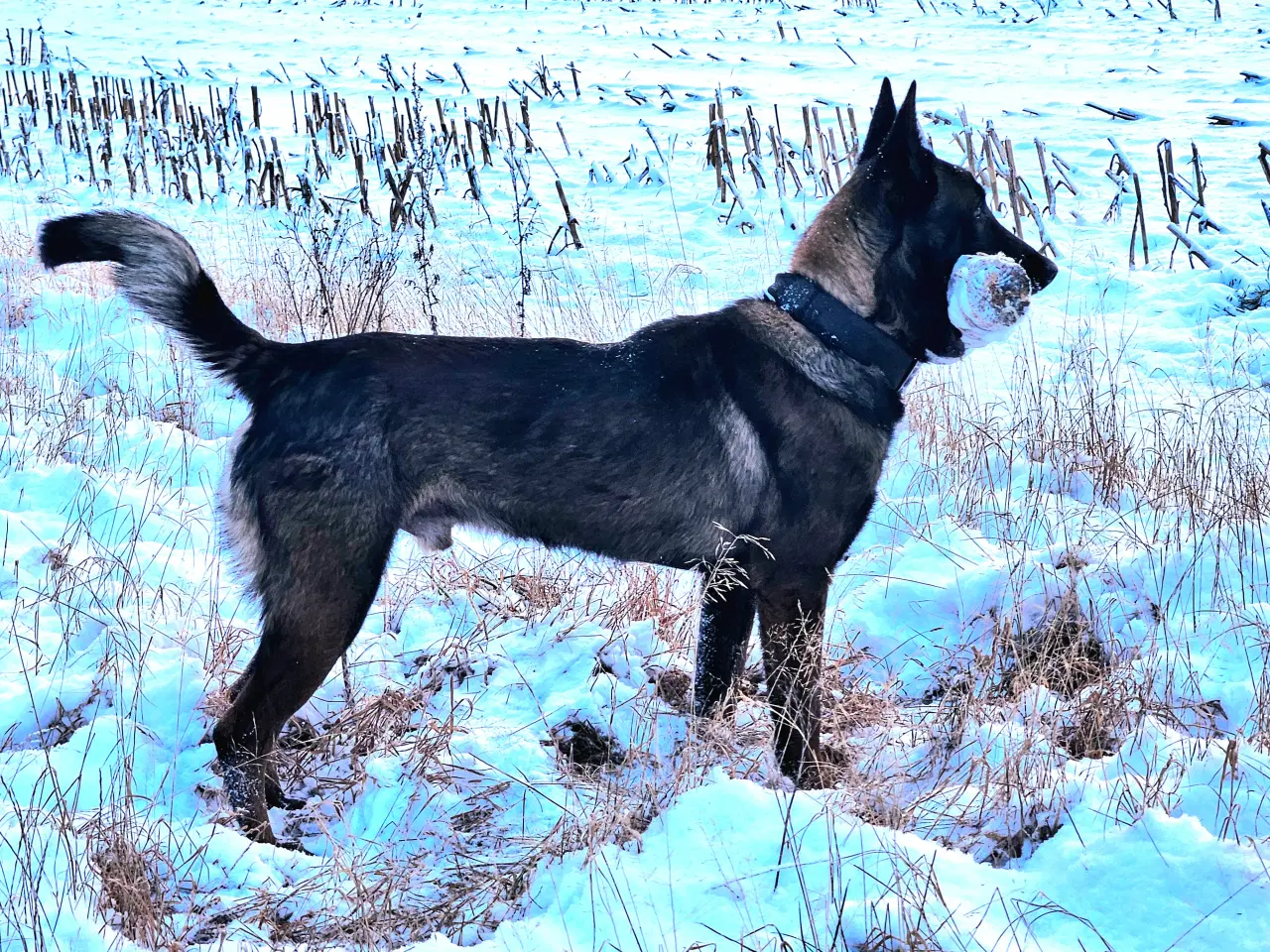 Billede 4 - Hvalpe Belgisk Malinois med stamtavle