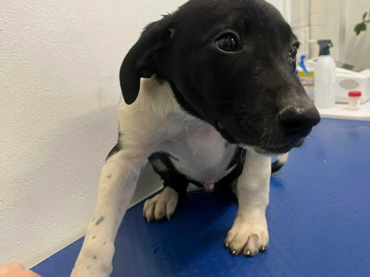 Billede 1 - Skønne Joey søger familie